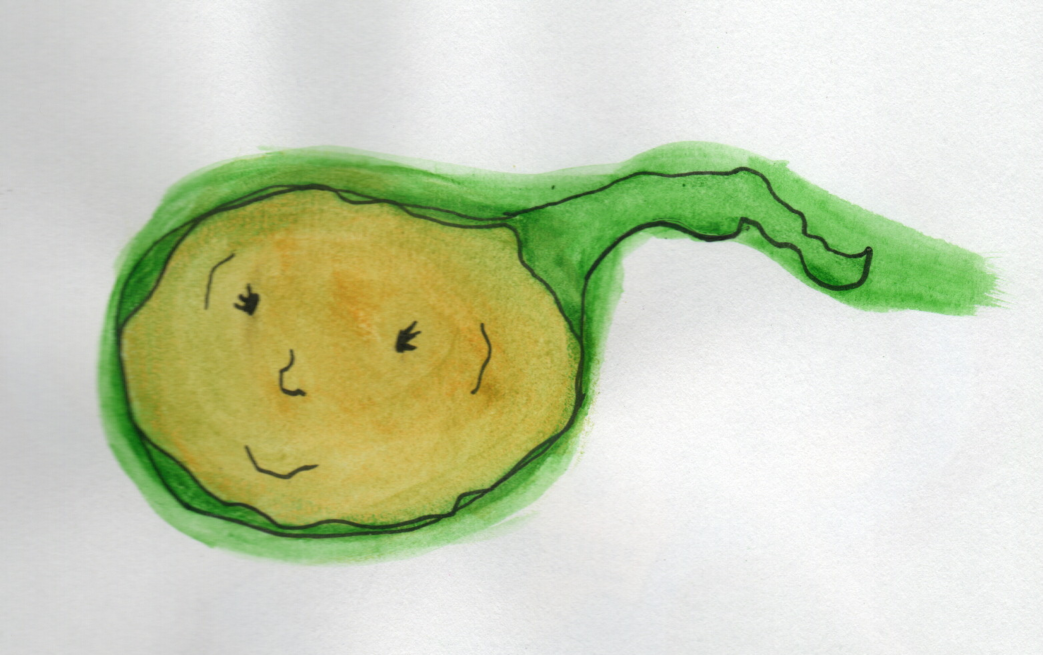 gallbladder and gallstone watercolor illustration by Cristy salinas